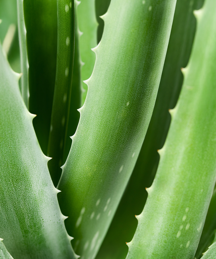 Nettoyant intime Bio à l’Aloe Vera – Aurodhea